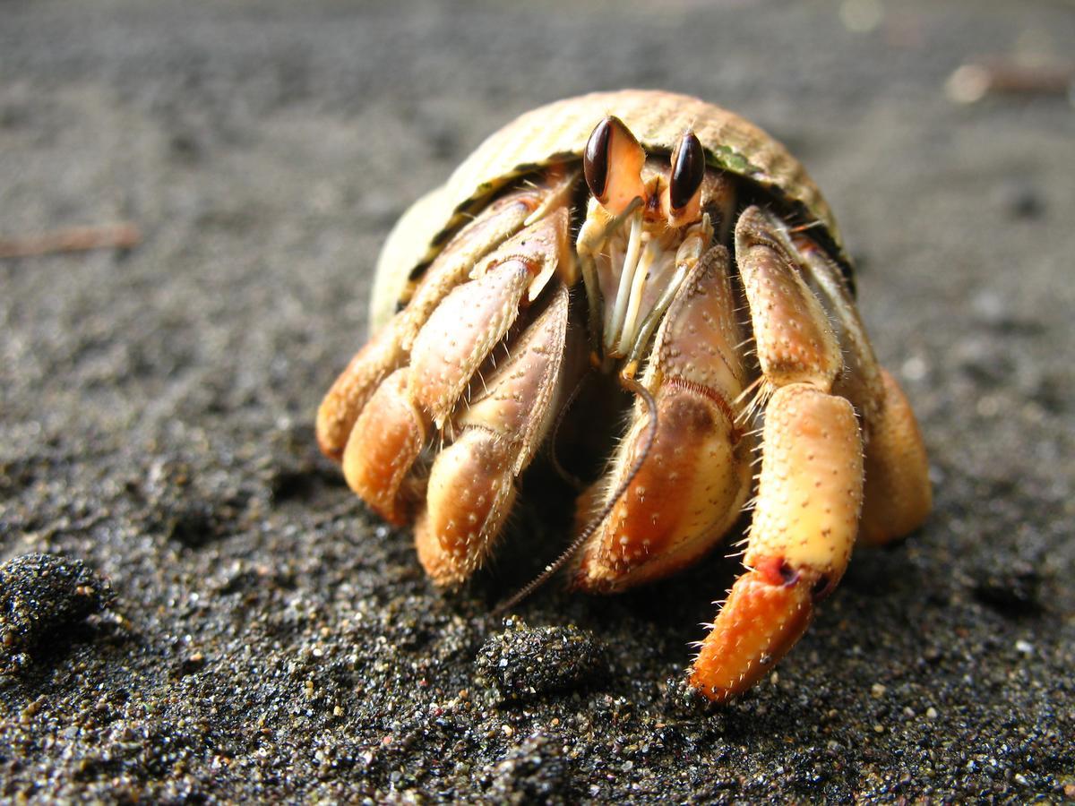 Mapara Crab Lodge Bahia Solano Dış mekan fotoğraf