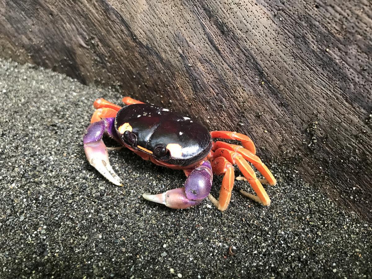 Mapara Crab Lodge Bahia Solano Dış mekan fotoğraf